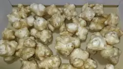 自家栽培の菊芋 1kg　【化学肥料・除草剤不使用】