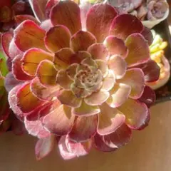 モモにゃん様 リクエスト 2点 まとめ商品