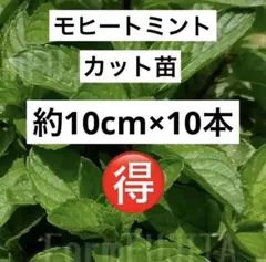 ⑨K☆モヒートミント☆カット苗☆お家で流行りのハイボールを☆初心者様向けのサムネイル