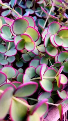 ミキティ様 リクエスト 2点 まとめ商品