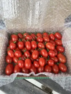 岩手県産 農薬不使用　ミニトマト　約１Ｋg (箱込み）アイコ ふぞろい 農家直送のサムネイル