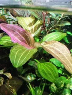 2026年最新】エキノドルス イグアスの人気アイテム - メルカリ