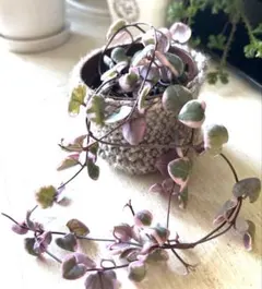 マリリン様 リクエスト 2点 まとめ商品