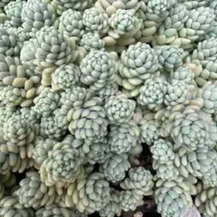 レア‼︎マジョール 20カット セダム 多肉植物 - メルカリ