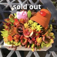 そのまま飾れる多肉植物寄せ植え　こぼれ鉢　管理書付き