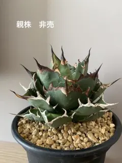 【親株】アガベ　チタノタ　毒刺ハデス　コレクション株 アガベ・チタノタ 毒刺ハデス成長記録① - BAXのきままに実生ブログ