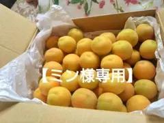 2026年最新】あんず 生食の人気アイテム - メルカリ 【長野千曲産】おひさまコット 1.8kg 家庭用 南東北から東海北陸クール便込