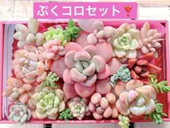 激カワ❣️❣️❣️ぷくぷくコロコロセット❣️美人　多肉弁当　カット苗詰め合わせ　寄せ植え