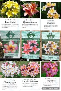 選べる2鉢セット✴︎プルメリア ✴︎plumeria ジャングルジャックス