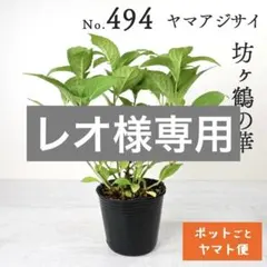 ポットごとヤマト便490】ヤマアジサイ 2年生充実株 富士の滝 - メルカリ