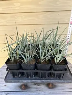 ユッカロストラータ 2023.5播種 国内実生2株セットNo.18 ユッカロストラータ 2023.5播種 国内実生2株セットNo.18 ユッカ