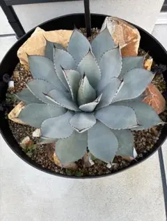 シュウシュウアガベパリー　大株 2025年最新】アガベ パリー 大株の人気アイテム - メルカリ