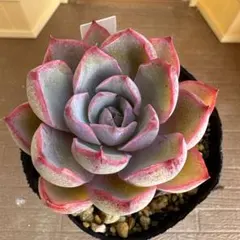 Miie★プロフ必ず読んで下さい様 リクエスト 4点 まとめ商品