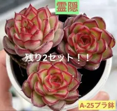 残り2セット！！霊隠　多肉植物　プラグ苗(抜き苗)3苗　ランダム発送