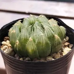 多肉植物 ハオルチア ガメラのサムネイル