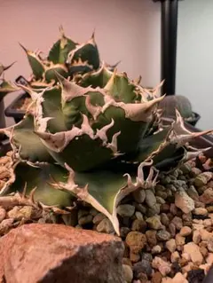 Agave Triceratops CACTUS GREEN産 子株販売 - メルカリ