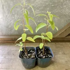 ユーカリ出品 2025年最新】ユーカリの人気アイテム - メルカリ