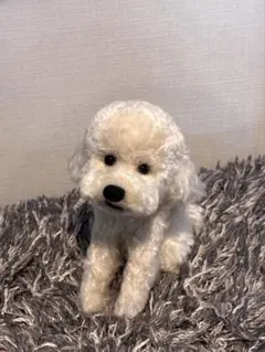 トイプードル編みぐるみ（植毛）犬 【伏せポーズ】淡いアプリコット