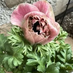 にゃんすけ様 リクエスト 3点 まとめ商品