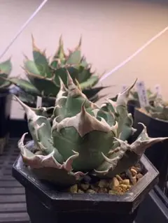 Agave FO 076 中斑 氷河 Agave FO 076 中斑 氷河 - メルカリ