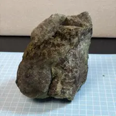 r*l様 博物館級 最恐 古代クジラ リヴィアタンメルビレイ 歯 化石 鉱物