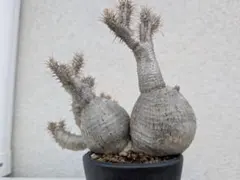 2026年最新】パキポディウム グラキリス 現地球の人気アイテム - メルカリ