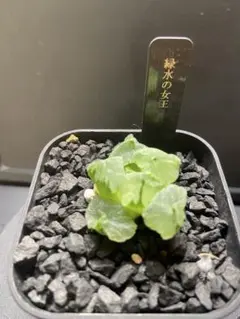 CO　ビカクシダ　２種セット 複数株あるビカクシダを、通風パネルにまとめて群生風に板付け