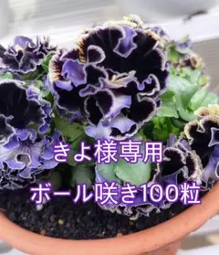 【ボール咲きパンジーの種100粒】 Draculaのサムネイル