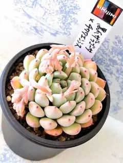 2026年最新】simijimiさん苗の人気アイテム - メルカリ