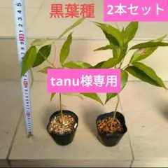 tanu様 リクエスト 2点 まとめ商品