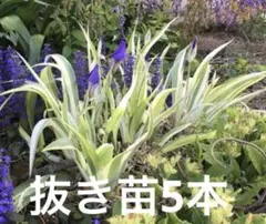 まおりん様 リクエスト 2点 まとめ商品