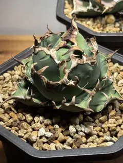 2026年最新】アガベ シーザー 親株の人気アイテム - メルカリ