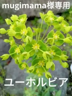 mugimama様 リクエスト 3点 まとめ商品