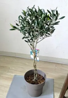 現品】パンダガジュマル曲がり 観葉植物 - メルカリ