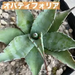 2025年最新】アガベ オバティフォリアの人気アイテム - メルカリ