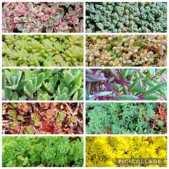 多肉植物　セダム　１０種類　5カットずつ【育成説明書付】のサムネイル