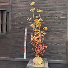 2025年最新】ミツバツツジの人気アイテム - メルカリ