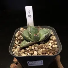 yooooo様 リクエスト 2点 まとめ商品