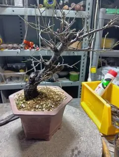 2026年最新】野梅 盆栽の人気アイテム - メルカリ 古木感溢れる石付山