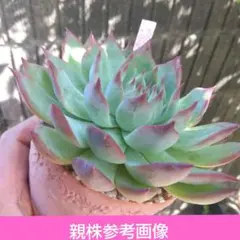 2025年最新】リンゼアナの人気アイテム - メルカリ