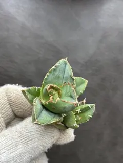 2026年最新】アガベ ブツブツの人気アイテム - メルカリ