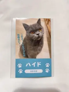 猫カフェMOCHA 吉祥寺店 総選挙 にゃんず名刺