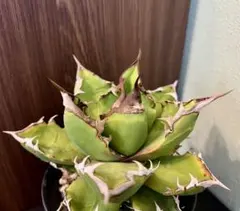 アガベ チタノタ USFO-076 2 Agave 悪魔 ブツブツ アガベ チタノタ USFO-076 2 Agave 悪魔 ブツブツ - メルカリ