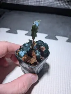 カクショウ様 リクエスト 2点 まとめ商品