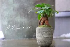 蝶蝶様 リクエスト 2点 まとめ商品