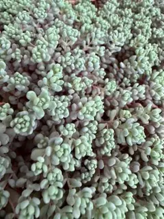 多肉植物　セダム　パープルヘイズ　40カット