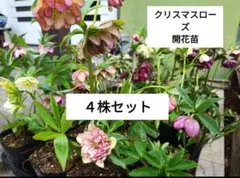 しいたけ様 リクエスト 2点 まとめ商品