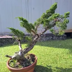 j*n様 [厳選❗️サービスオークション盆栽]真柏/小品：2 Yahoo!オークション - 【糸魚川真柏】 小品盆栽 樹高10cm