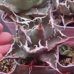 本日11/26値下げ！ 早い者勝ち！子株付き！アガベ　チタノタ　オアハカ　現地球 アガベ チタノタ 'シャック' Agave titanota 'SHAQ' @n.plants さん