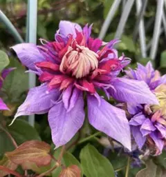 むしまるまま様 リクエスト 2点 まとめ商品